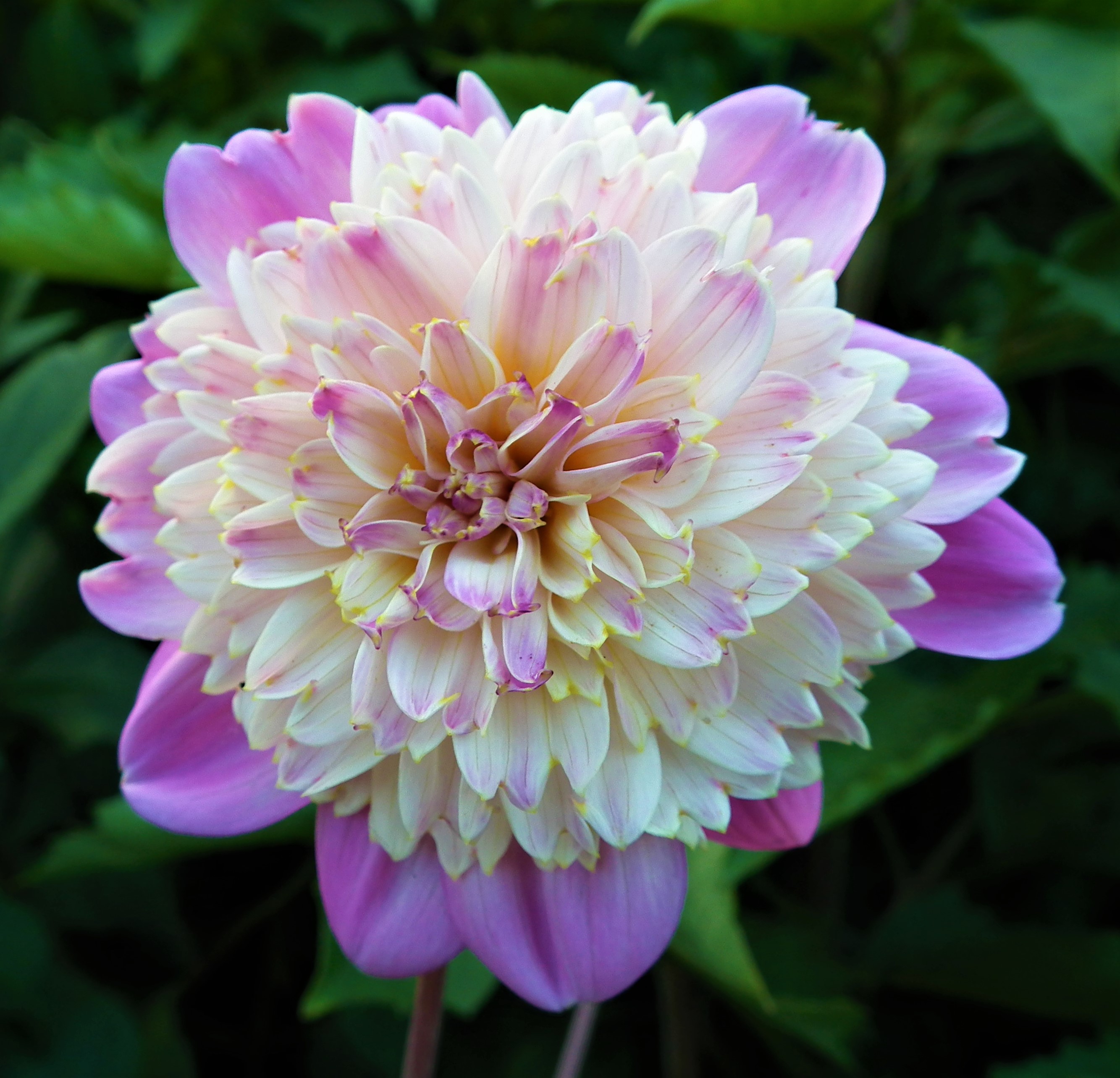 Dahlia Take Off